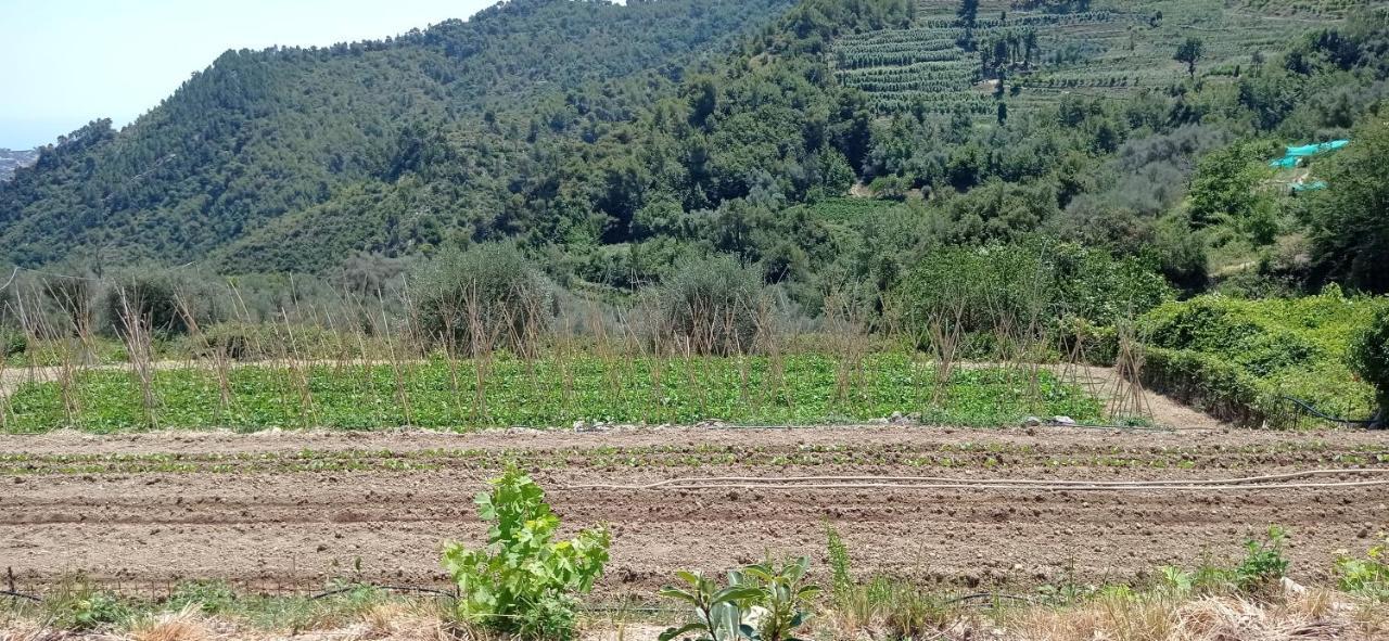 Agriturismo Vecchio Frantoio Villatella Экстерьер фото